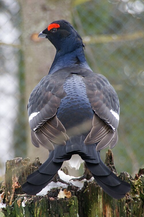 Black grouse